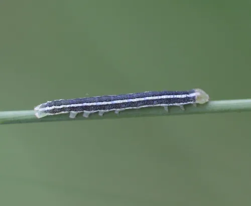 Broom Moth - photo 5