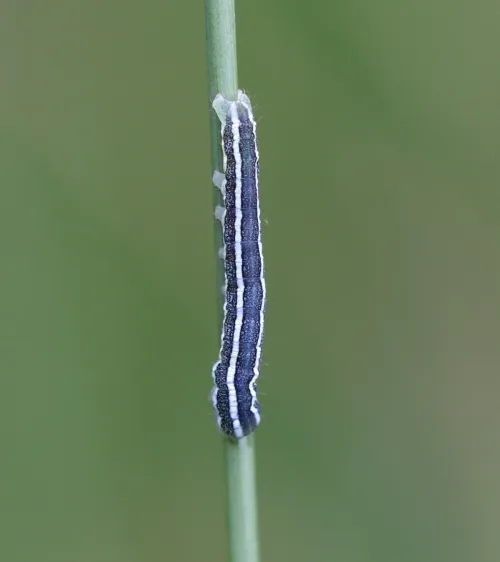 Broom Moth - photo 7