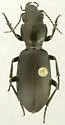 Broscus cephalotes - Broscus cephalotes