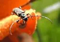 Brothylus conspersus - photo 2