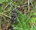 Brothylus conspersus - photo 4