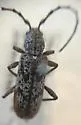 Brothylus conspersus - photo 5