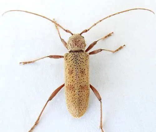 Brothylus gemmulatus