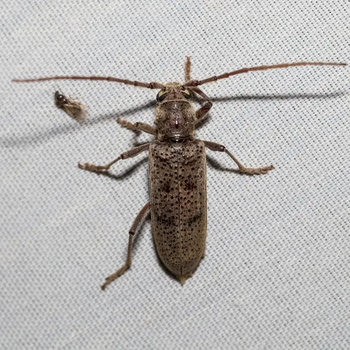 Brothylus gemmulatus - photo 2