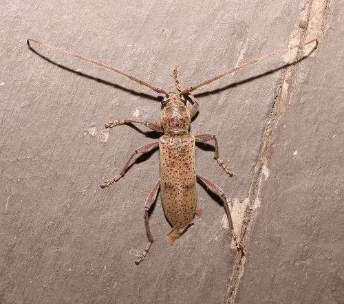 Brothylus gemmulatus - photo 3