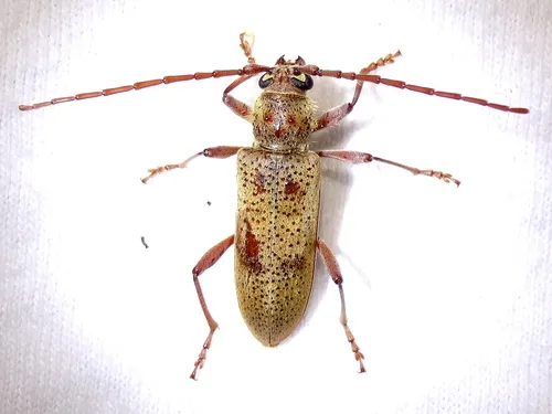 Brothylus gemmulatus - photo 4