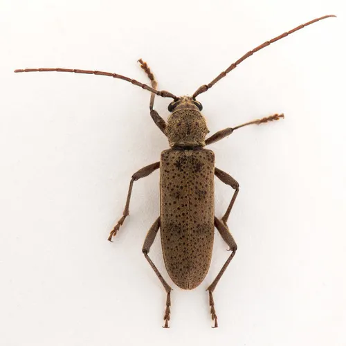 Brothylus gemmulatus - photo 5