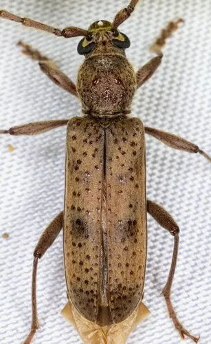 Brothylus gemmulatus - photo 6