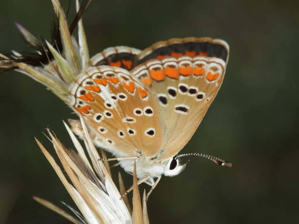 Brown Argus - photo 2
