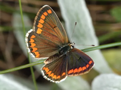 Brown Argus - photo 4