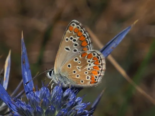 Brown Argus - photo 5