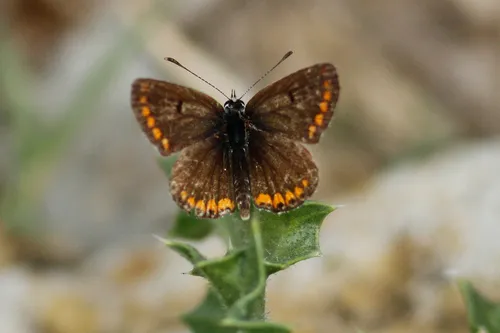Brown Argus - photo 6