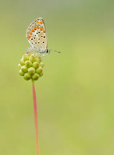 Brown Argus - photo 7