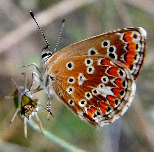 Brown Argus - photo 8