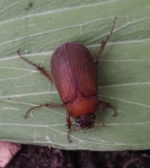 Brown Chafer - photo 2