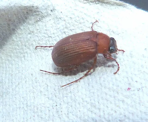 Brown Chafer - photo 3