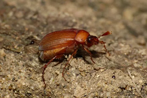Brown Chafer - photo 4
