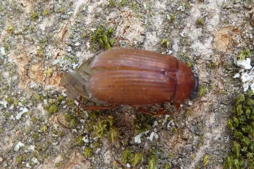 Brown Chafer - photo 5