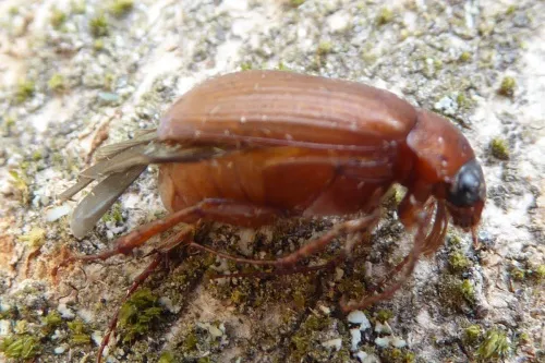 Brown Chafer - photo 6