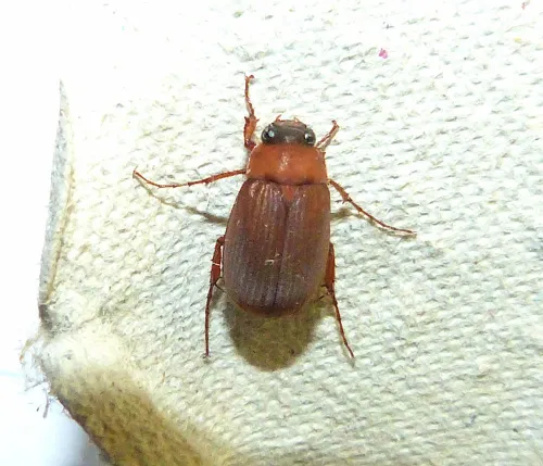Brown Chafer - photo 7