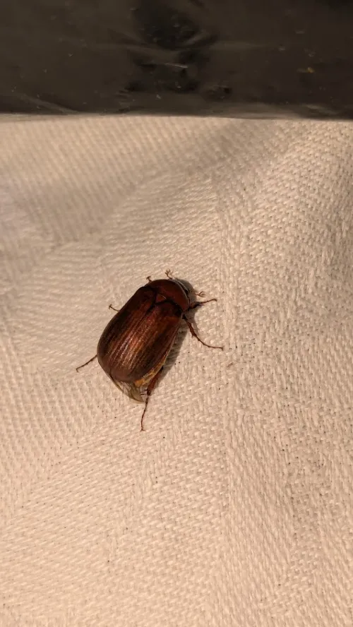 Brown Chafer - photo 8