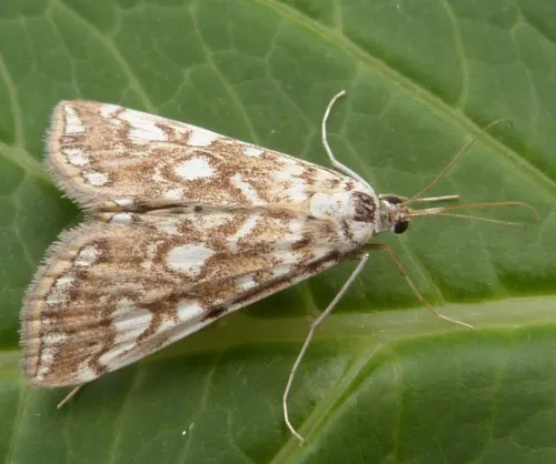 Brown China-mark - Elophila nymphaeata