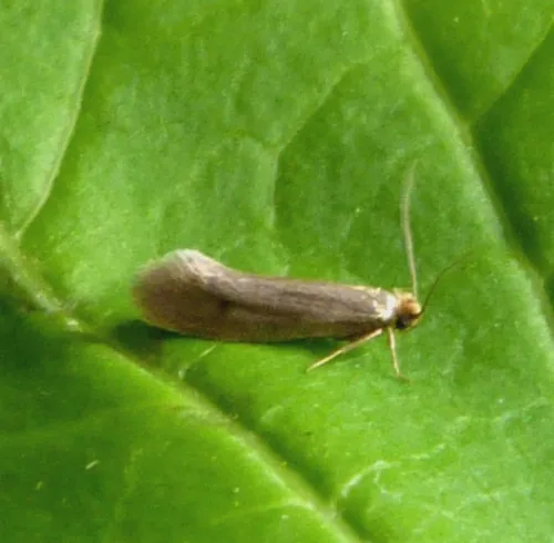 Brown-dotted Clothes Moth