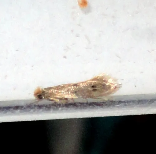 Brown-dotted Clothes Moth - photo 2