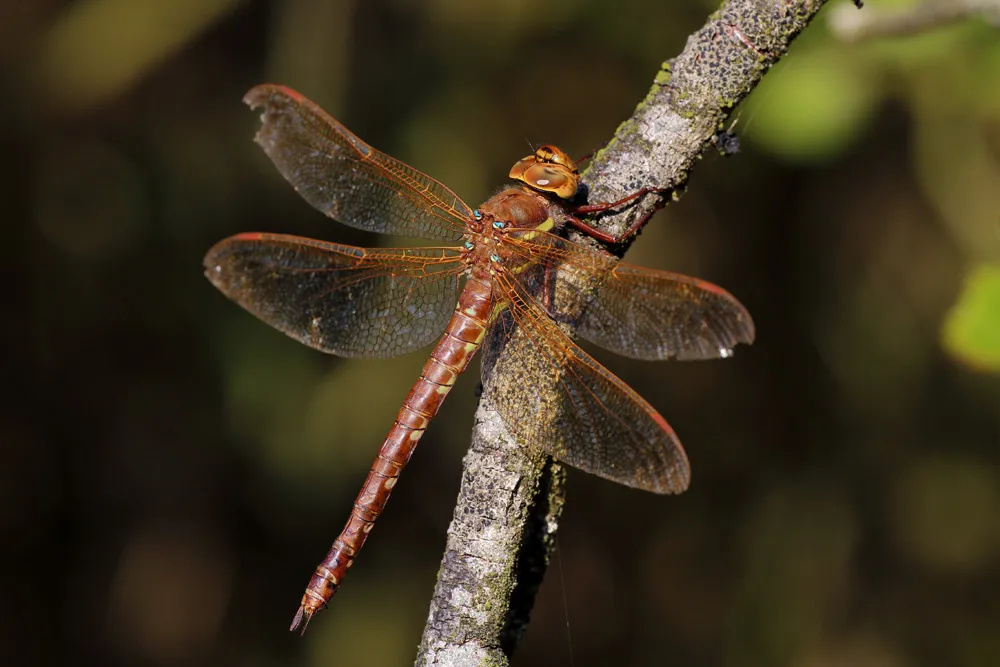 Brown Hawker - photo 3