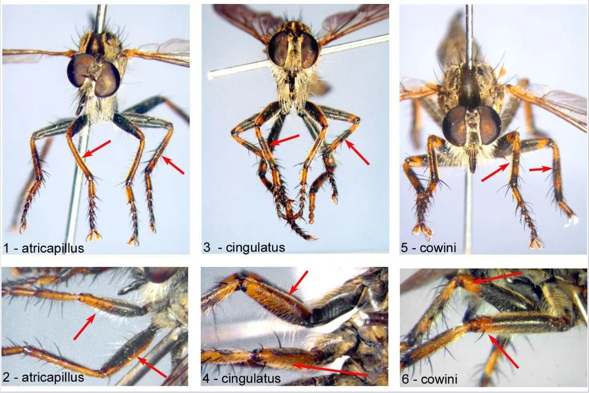 Brown Heath Robberfly