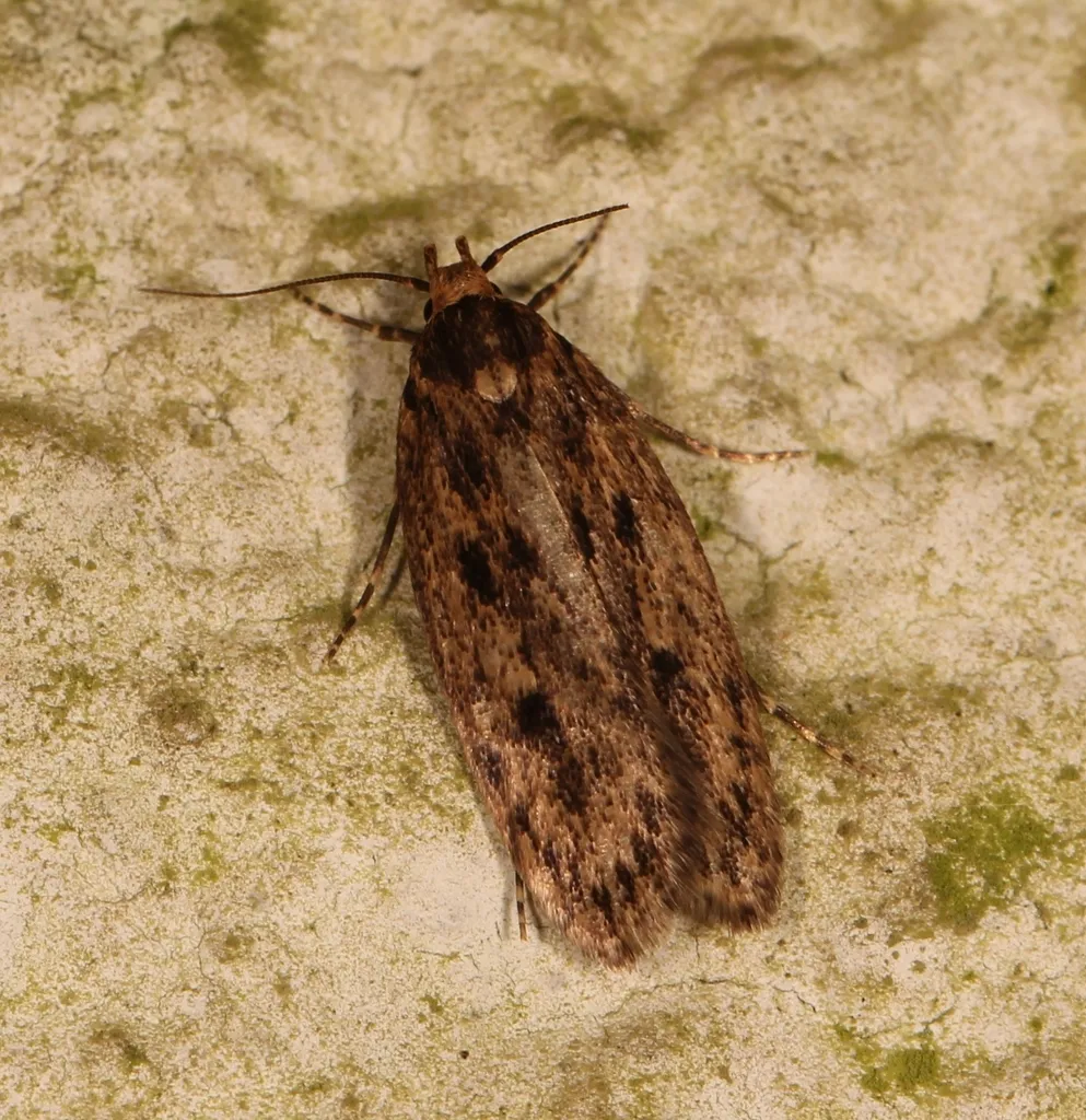 Brown House-moth - photo 2