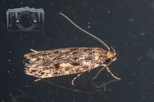 Brown House-moth - photo 4