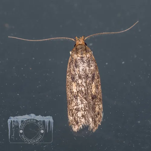 Brown House-moth - photo 5