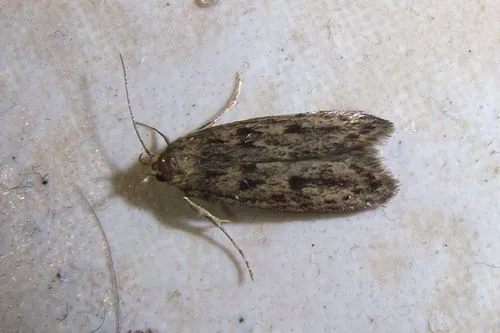 Brown House-moth - photo 6