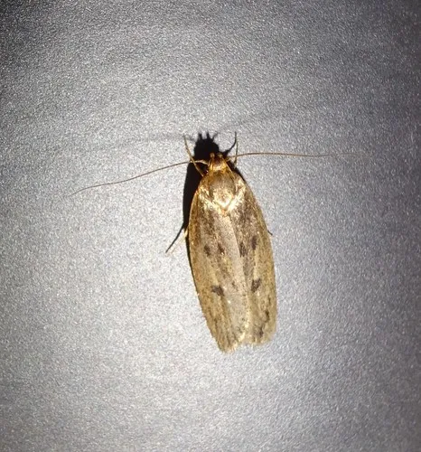 Brown House-moth - photo 7