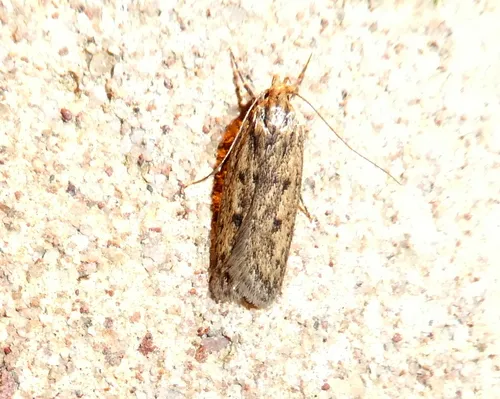 Brown House-moth - photo 8