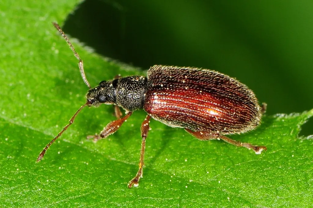 Brown Leaf Weevil - photo 2