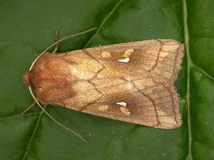 Brown-line Bright-eye