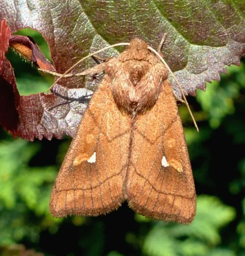 Brown-line Bright-eye - photo 2