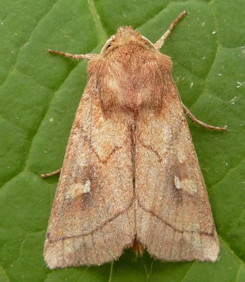 Brown-line Bright-eye - photo 3