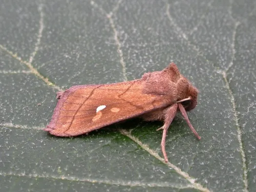 Brown-line Bright-eye - photo 4