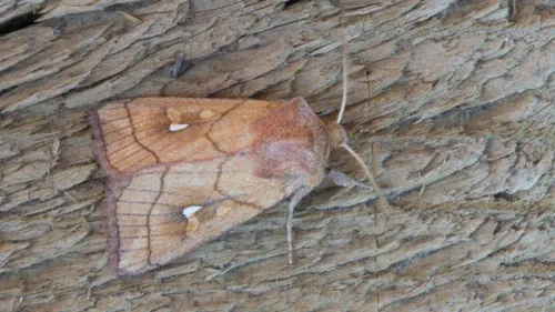 Brown-line Bright-eye - photo 5