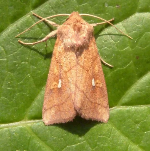Brown-line Bright-eye - photo 6