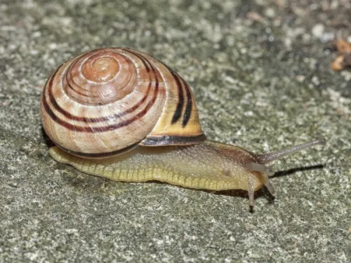 Brown-lipped Snail