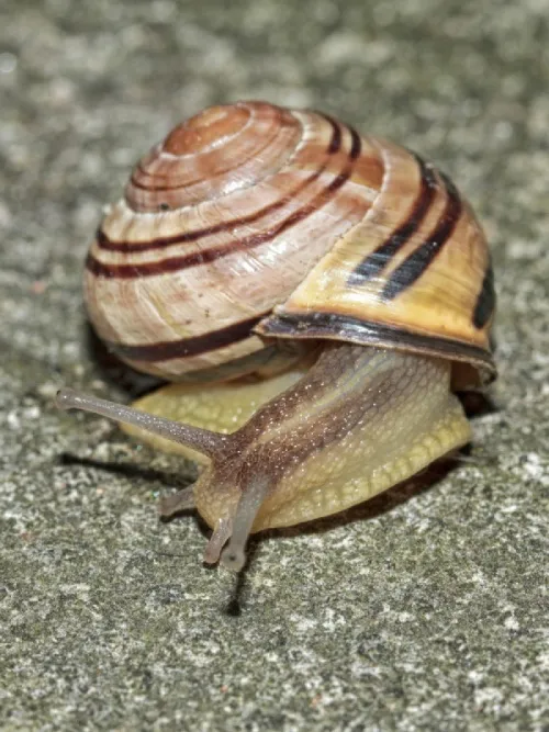 Brown-lipped Snail - photo 2