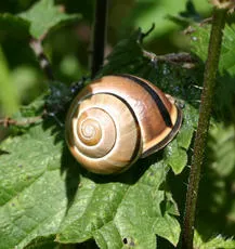 Brown-lipped Snail - photo 3