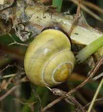 Brown-lipped Snail - photo 4