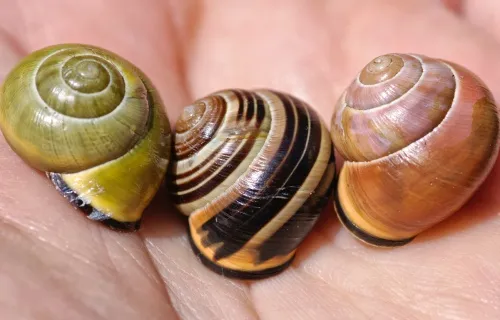 Brown-lipped Snail - photo 5