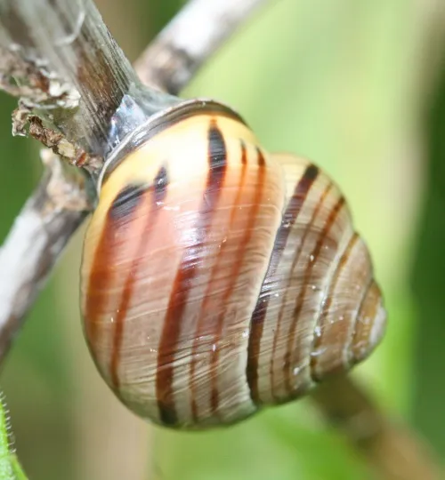 Brown-lipped Snail - photo 6