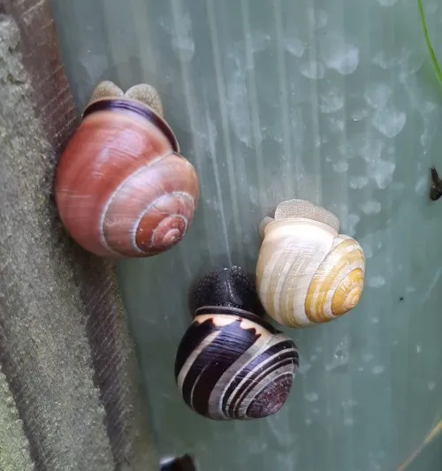 Brown-lipped Snail - photo 7